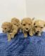 Maltipoo Puppies for sale in Richmond, Virginia. price: $500