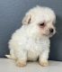 Maltipoo Puppies for sale in Fountain Valley, California. price: $550