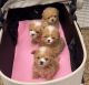 Maltipoo Puppies for sale in Torrance, California. price: $640