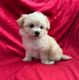 Maltipoo Puppies for sale in Bakersfield, CA, USA. price: $1,000