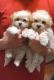 Maltipoo Puppies for sale in Fayetteville, North Carolina. price: $400