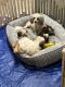Maltipoo Puppies for sale in Andrews, Texas. price: NA