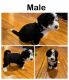 Maltipoo Puppies for sale in Richmond, California. price: NA