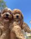 Maltipoo Puppies for sale in Toronto, Ontario. price: $400