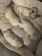 Maltipoo Puppies for sale in Fontana, California. price: $570