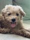 Maltipoo Puppies for sale in Woodland Hills, California. price: $950