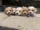 Maltipoo Puppies for sale in Central Point, Oregon. price: NA