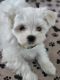 Maltipoo Puppies for sale in The Villages, FL 32159, USA. price: $995