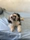 Maltipoo Puppies for sale in Bronx, New York. price: $500