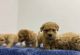 Maltipoo Puppies for sale in Houston, Texas. price: $500