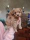 Maltipoo Puppies for sale in Epping, Victoria. price: $500