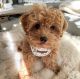 Maltipoo Puppies for sale in Austin, Texas. price: $600