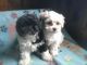 Maltipoo Puppies for sale in Utica, New York. price: $500