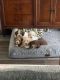 Maltipoo Puppies for sale in Dallas, Texas. price: $700