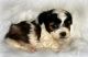 Maltipoo Puppies for sale in Riverside, CA, USA. price: $450