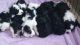 Maltipoo Puppies for sale in Grand Rapids, MI, USA. price: NA
