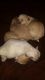 Maltipoo Puppies for sale in Lafayette, IN, USA. price: NA