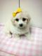 Maltipoo Puppies for sale in Ontario, CA, USA. price: $540