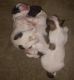 Maltipoo Puppies for sale in Upper Marlboro, MD 20772, USA. price: $675