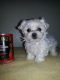 Maltipoo Puppies for sale in Anchorage, AK, USA. price: NA