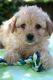Maltipoo Puppies for sale in Pasadena, CA, USA. price: NA
