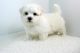 Maltipoo Puppies for sale in Burbank, CA, USA. price: $250