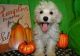 Maltipoo Puppies for sale in Anchorage, AK, USA. price: $400