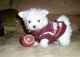 Maltipoo Puppies for sale in Beaumont, TX, USA. price: NA