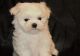 Maltipoo Puppies for sale in Philadelphia, PA, USA. price: NA