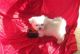 Maltipoo Puppies for sale in Batesburg-Leesville, SC, USA. price: NA
