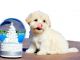 Maltipoo Puppies for sale in Carlsbad, CA, USA. price: NA