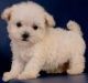 Maltipoo Puppies for sale in Gainesville, FL, USA. price: NA
