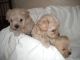 Maltipoo Puppies for sale in Philadelphia, PA, USA. price: NA
