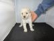 Maltipoo Puppies for sale in Fullerton, CA, USA. price: $399