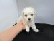 Maltipoo Puppies for sale in Fullerton, CA, USA. price: $499