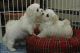 Maltipoo Puppies for sale in Washington, DC, USA. price: $500