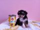 Maltipoo Puppies for sale in Juneau, AK, USA. price: NA