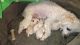 Maltipoo Puppies for sale in Kent, WA, USA. price: $900