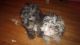 Maltipoo Puppies for sale in Capitol Heights, MD 20743, USA. price: NA