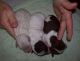 Maltipoo Puppies for sale in Roanoke, VA, USA. price: NA