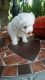 Maltipoo Puppies for sale in Frederick, MD, USA. price: NA