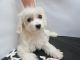 Maltipoo Puppies for sale in Fullerton, CA, USA. price: $699