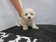 Maltipoo Puppies for sale in Fullerton, CA, USA. price: $799