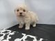 Maltipoo Puppies for sale in Fullerton, CA, USA. price: $899