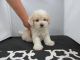 Maltipoo Puppies for sale in Fullerton, CA, USA. price: $850