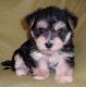 Maltipoo Puppies for sale in Canton, OH, USA. price: NA