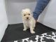 Maltipoo Puppies for sale in Fullerton, CA, USA. price: $399