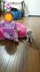 Maltipoo Puppies for sale in Glendale, CA, USA. price: $400