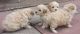 Maltipoo Puppies for sale in Montgomery, AL, USA. price: NA