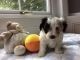 Maltipoo Puppies for sale in Albany, NY, USA. price: NA